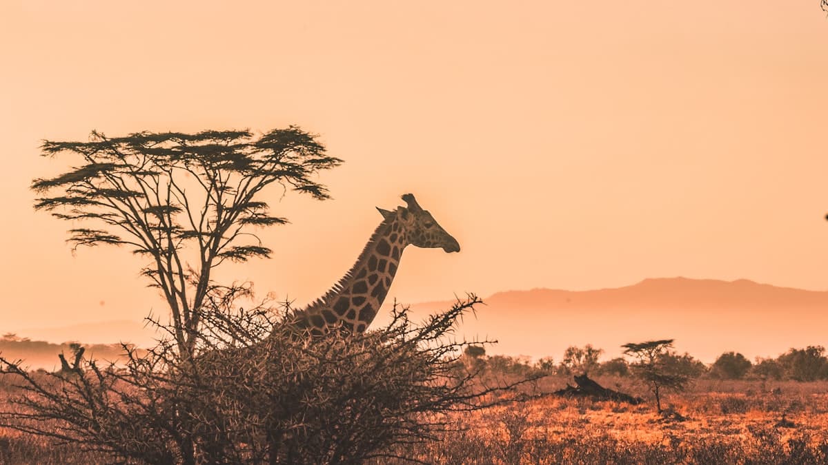 Business landscape in Ethiopia